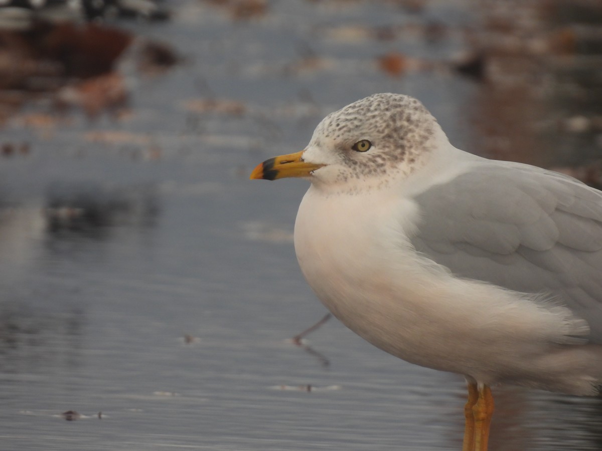 Ring-billed Gull - John McKay