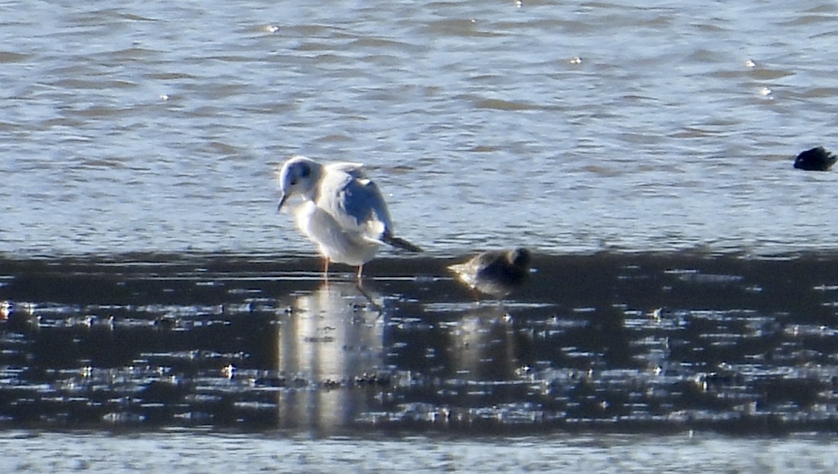 Purple Sandpiper - ML611326408