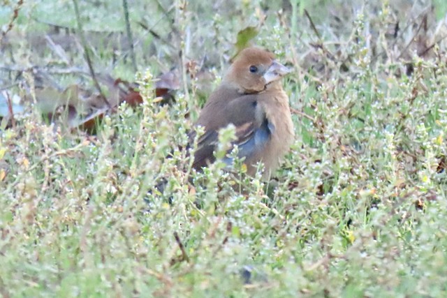 Blue Grosbeak - ML611326544