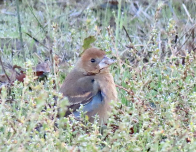 Blue Grosbeak - ML611326545