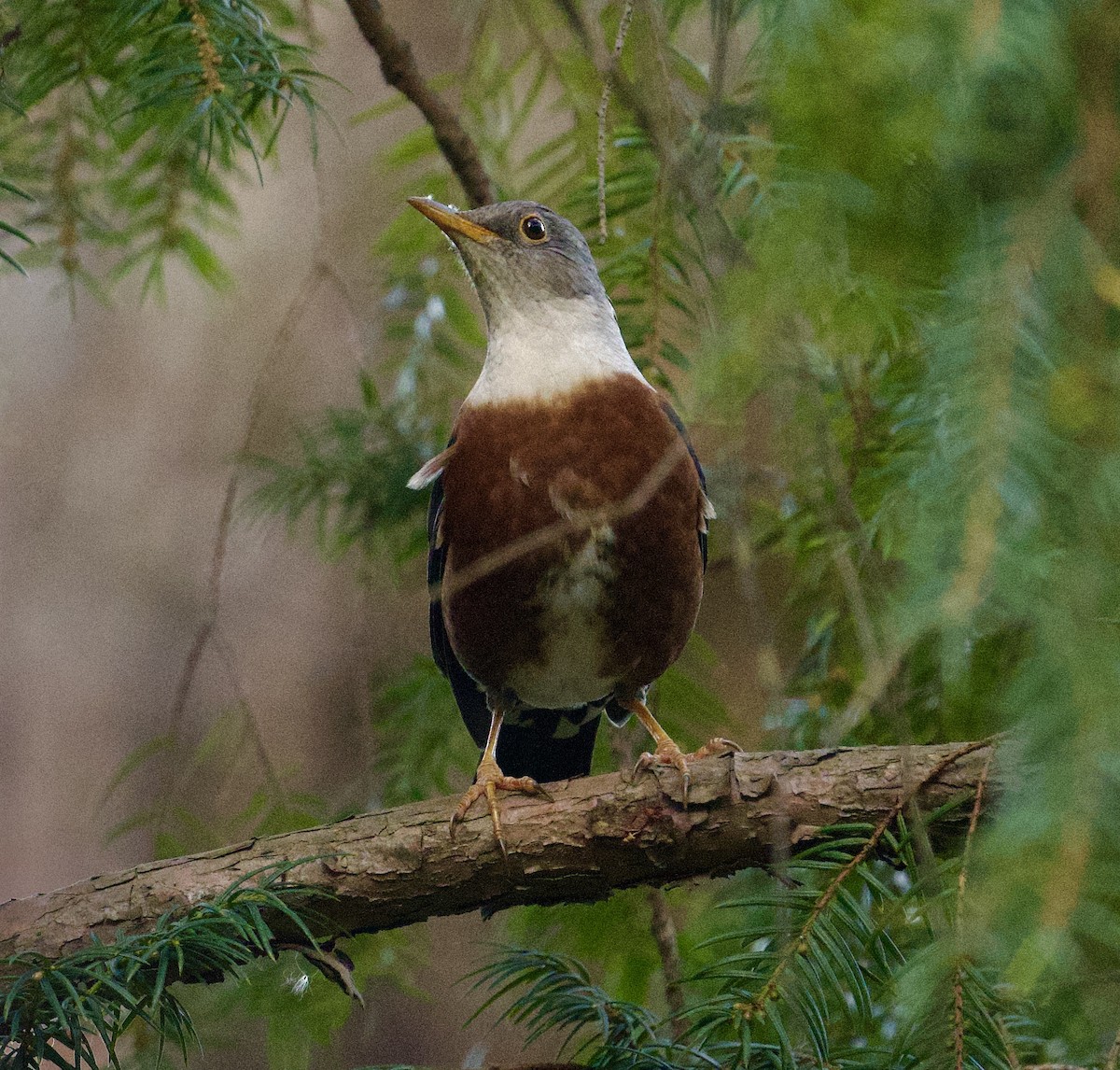 Chestnut Thrush - ML611326554