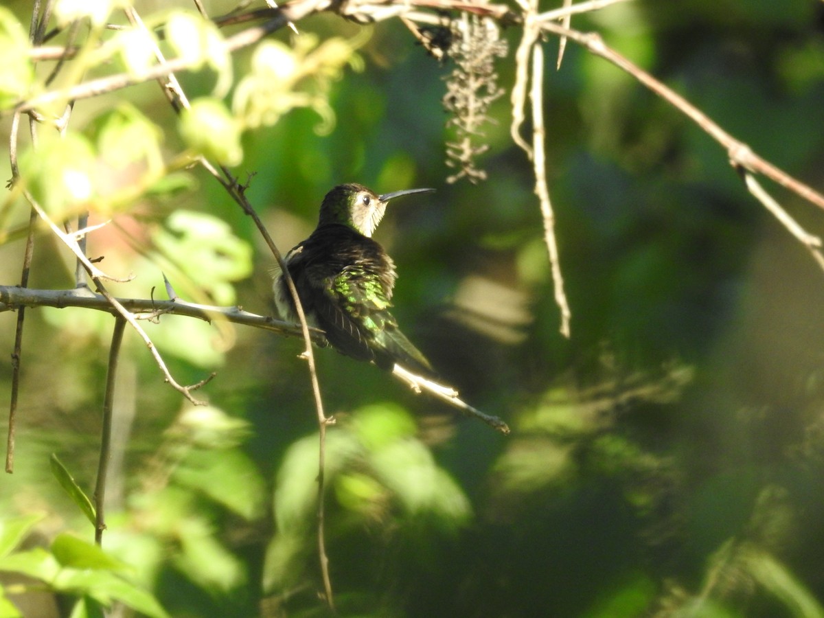 kolibřík klínoocasý (ssp. curvipennis) - ML611326562