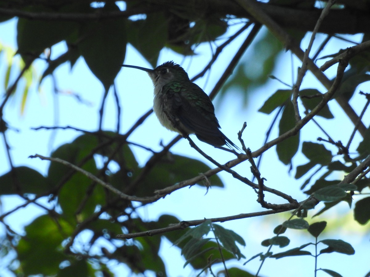kolibřík klínoocasý (ssp. curvipennis) - ML611326585