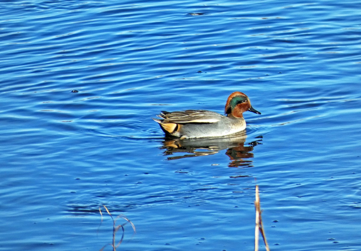 Green-winged Teal - ML611326611