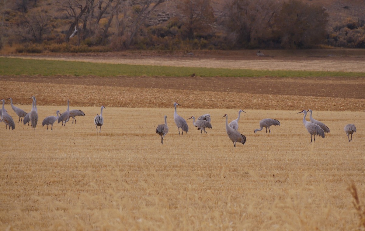 Sandhill Crane - ML611326656