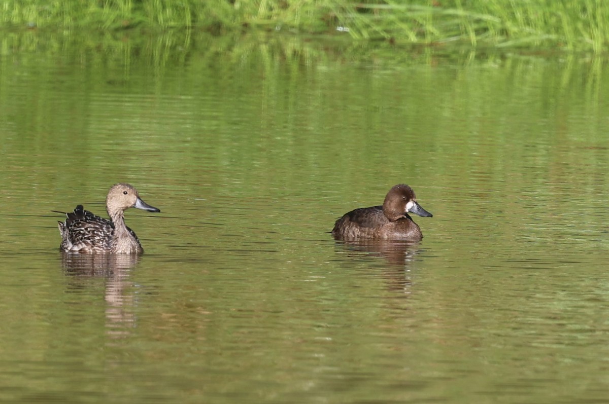 Lesser Scaup - ML611326693