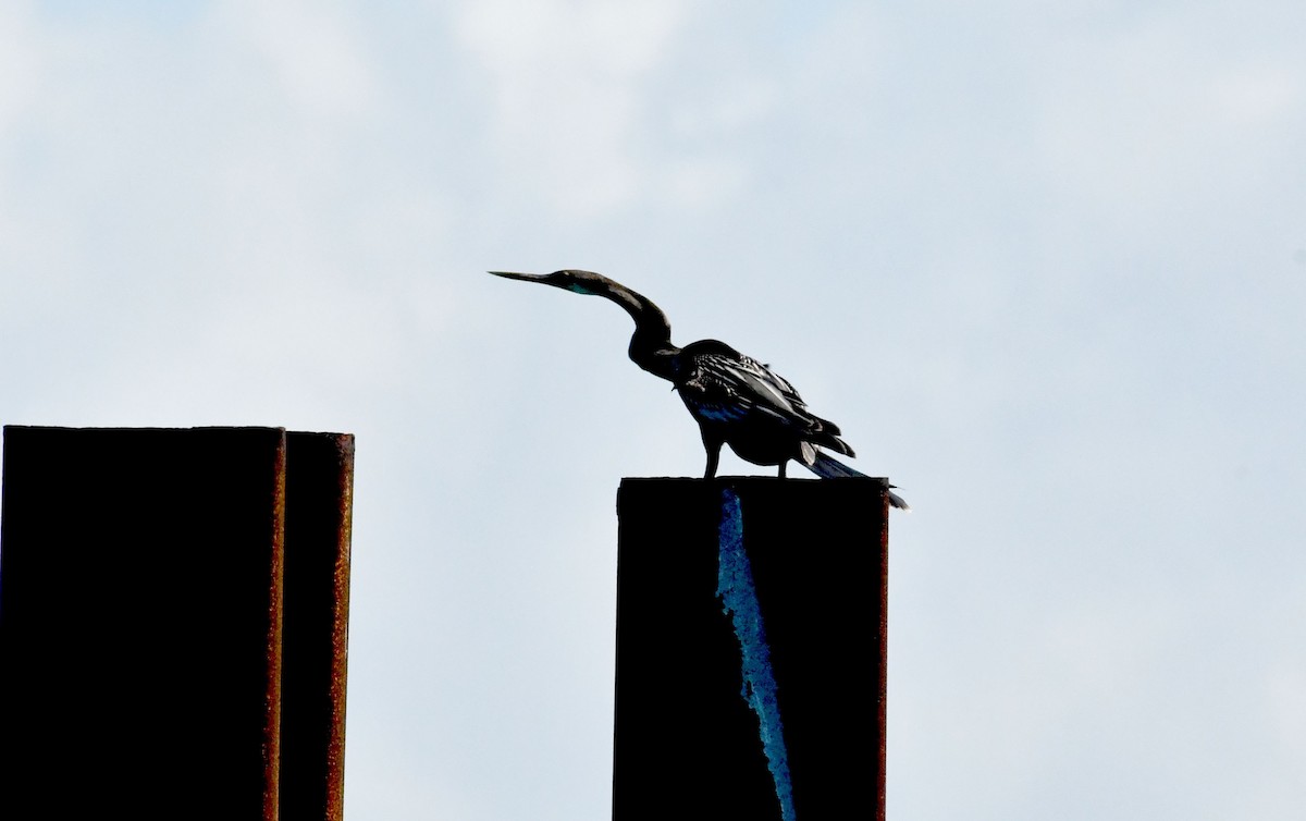 anhinga americká - ML611326694