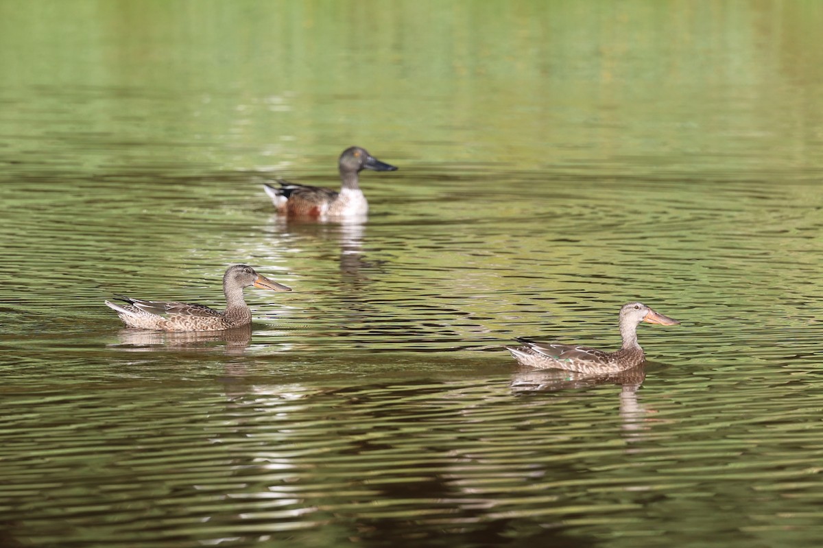 Northern Shoveler - ML611326716