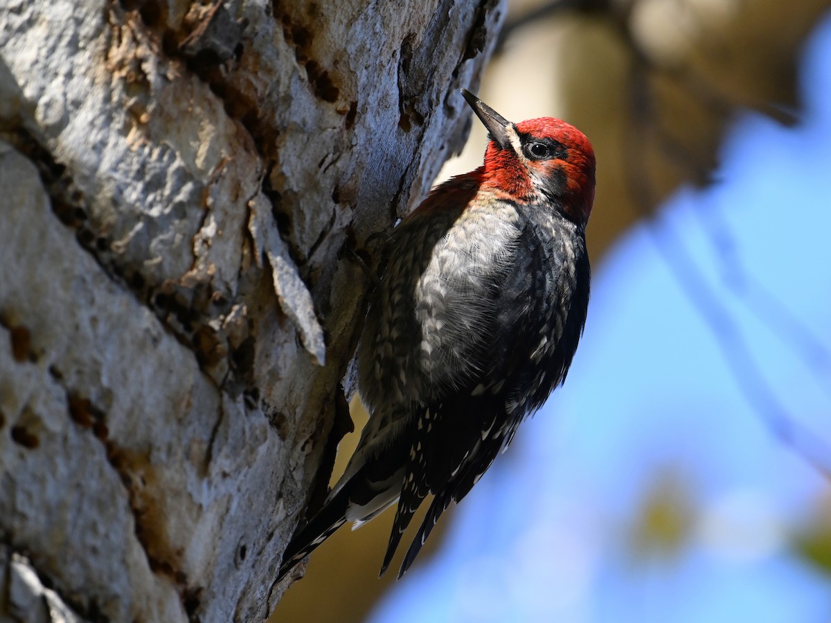 Red-breasted Sapsucker - ML611326731