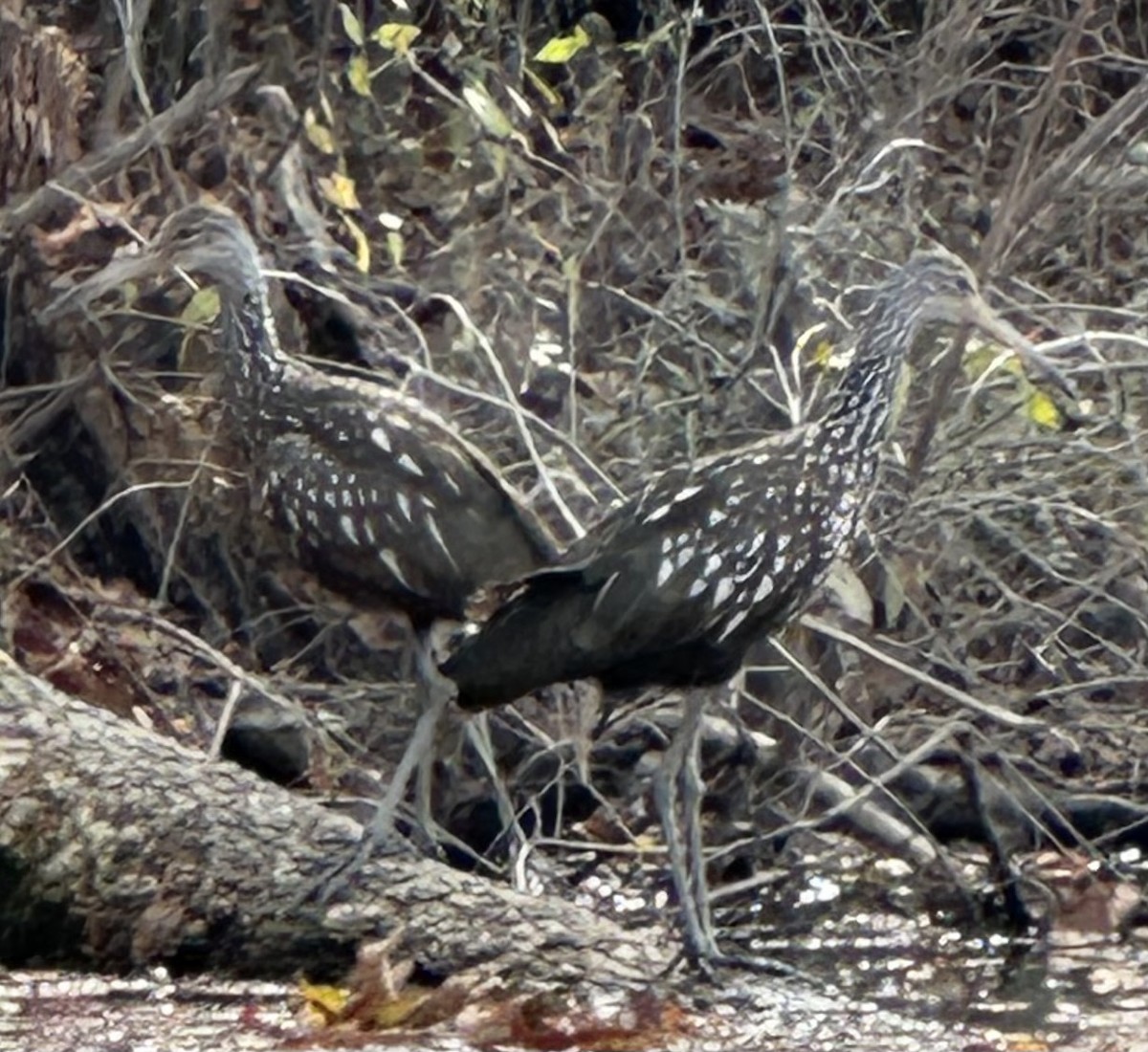 Limpkin - Shawn Whitehead