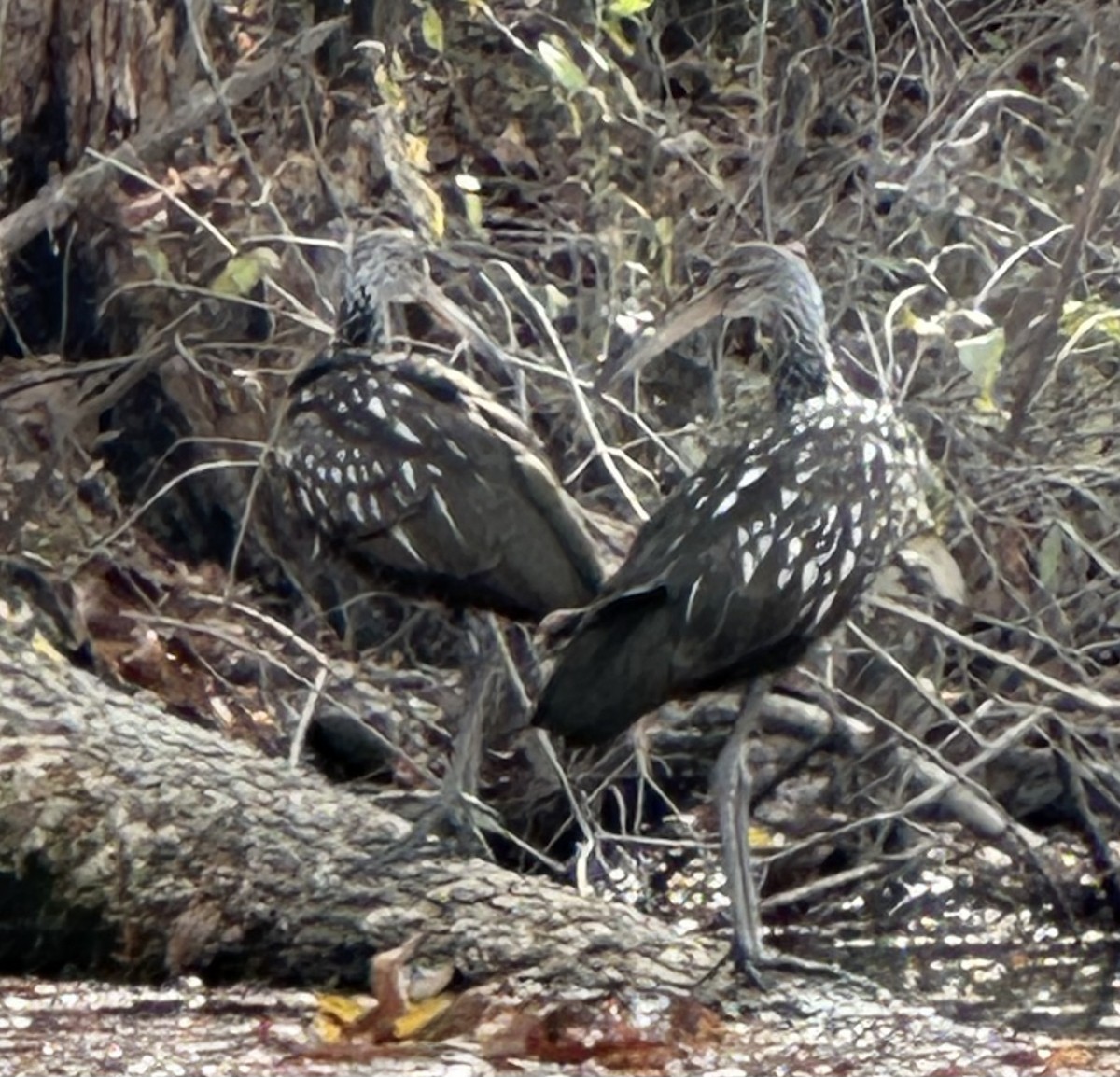 Limpkin - ML611326734