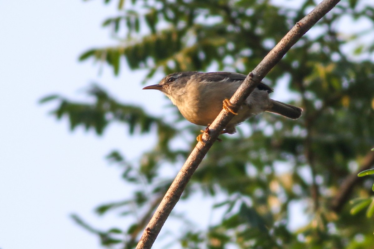 Rand's Warbler - ML611326859