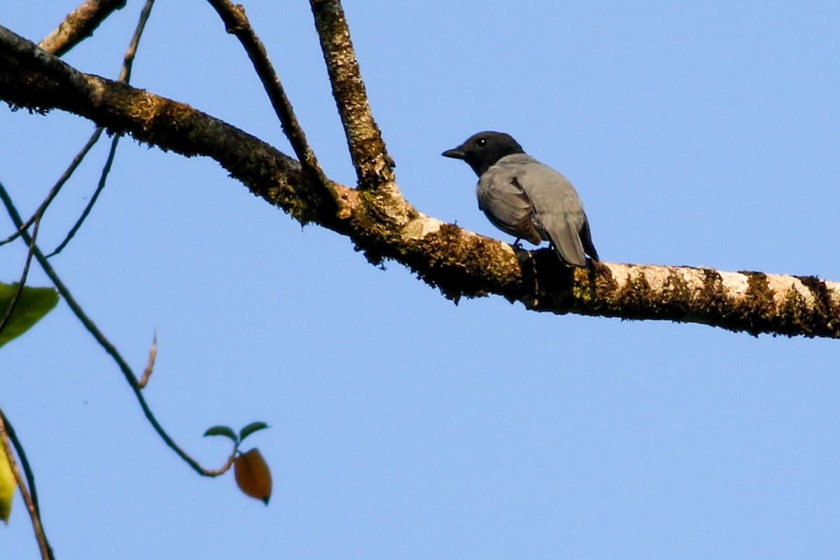 Madagascar Cuckooshrike - ML611326873