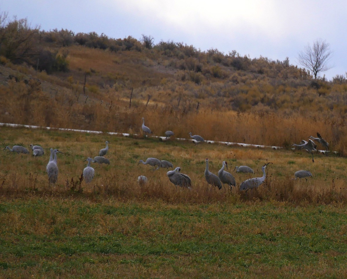 Sandhill Crane - ML611326902