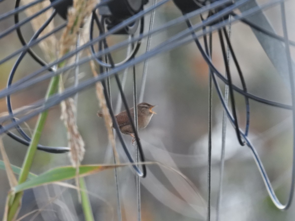 Eurasian Wren - c c