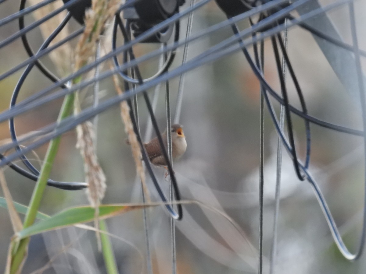 Eurasian Wren - ML611326924