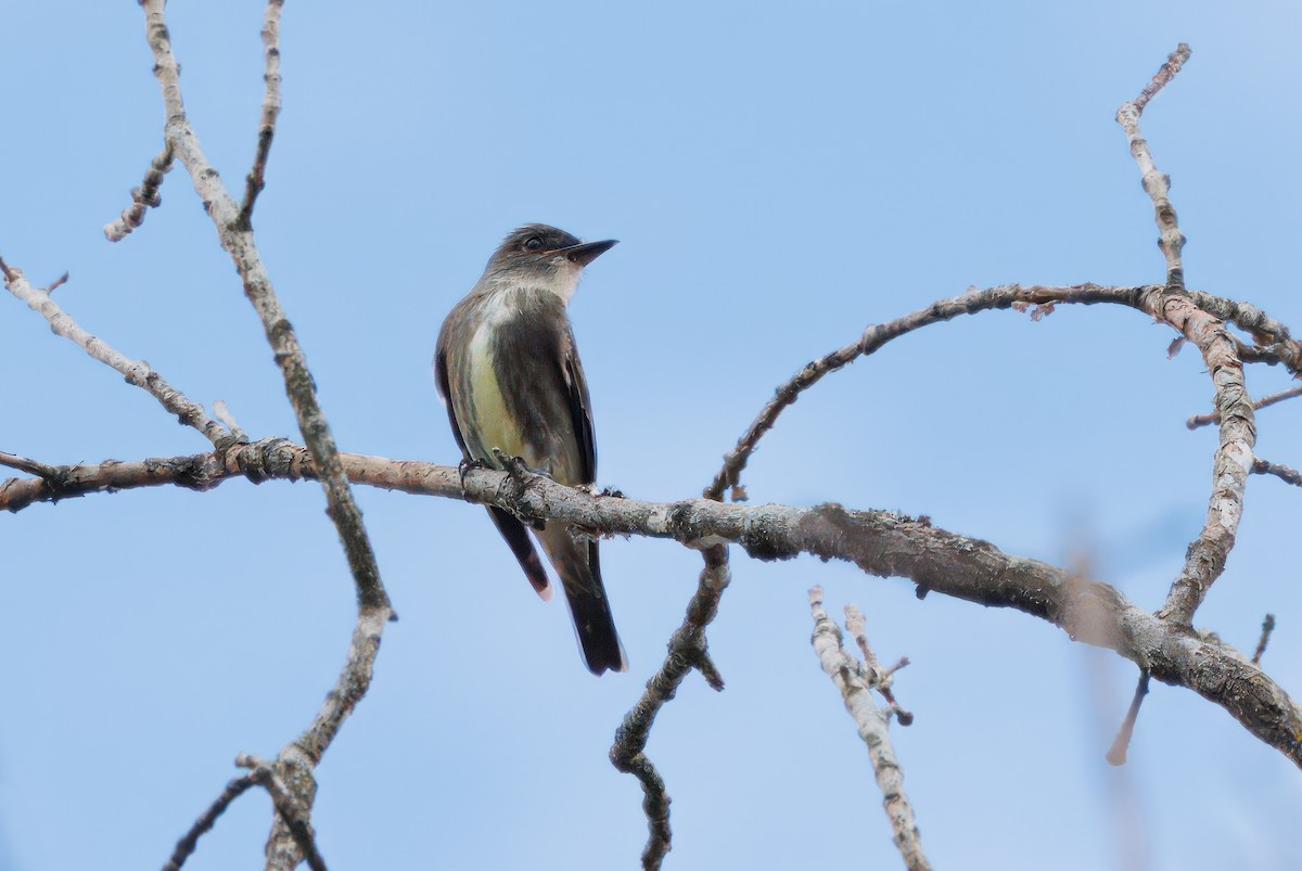 Olive-sided Flycatcher - David Shoch