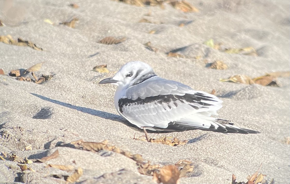 Black-legged Kittiwake - ML611326959