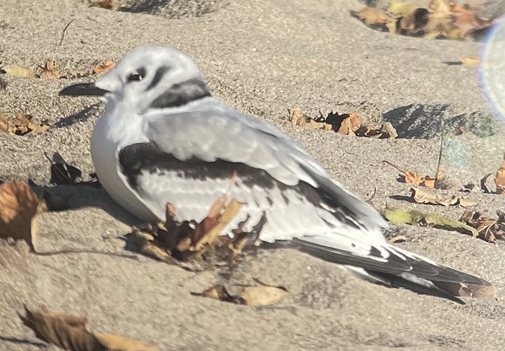 Black-legged Kittiwake - ML611326960