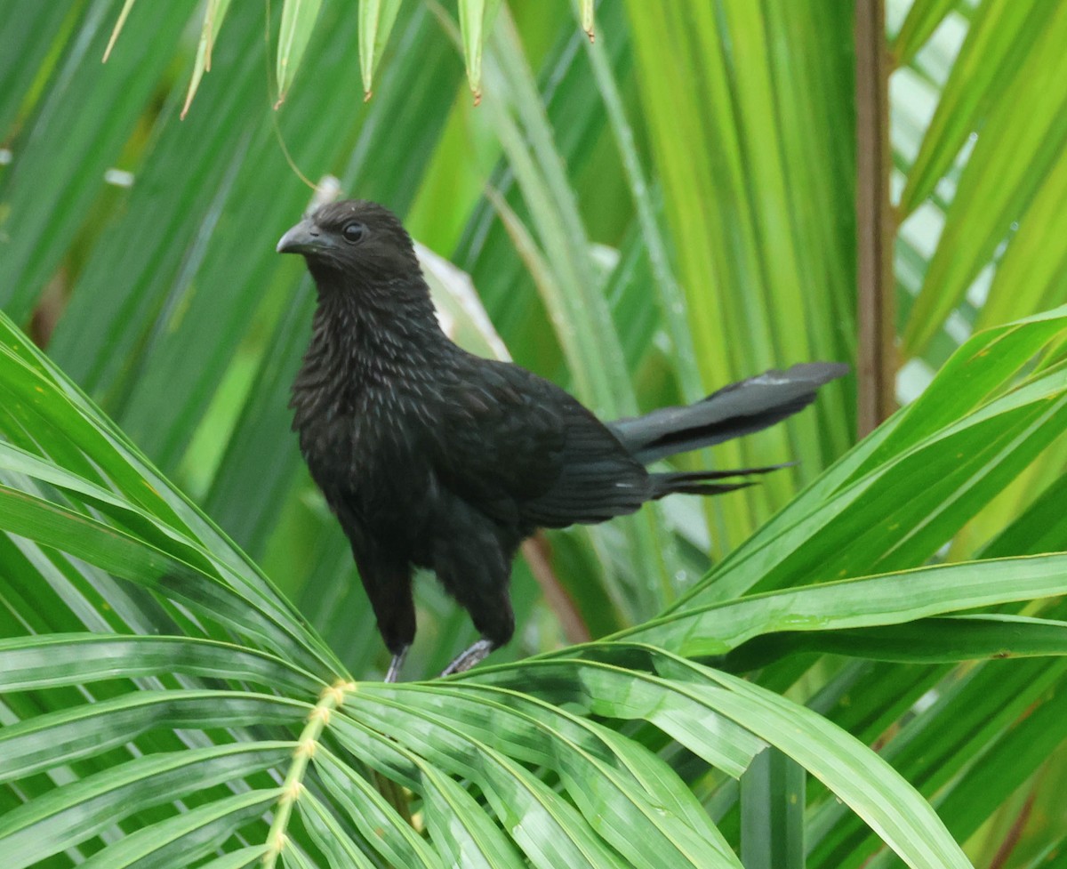 Lesser Black Coucal - David Bates