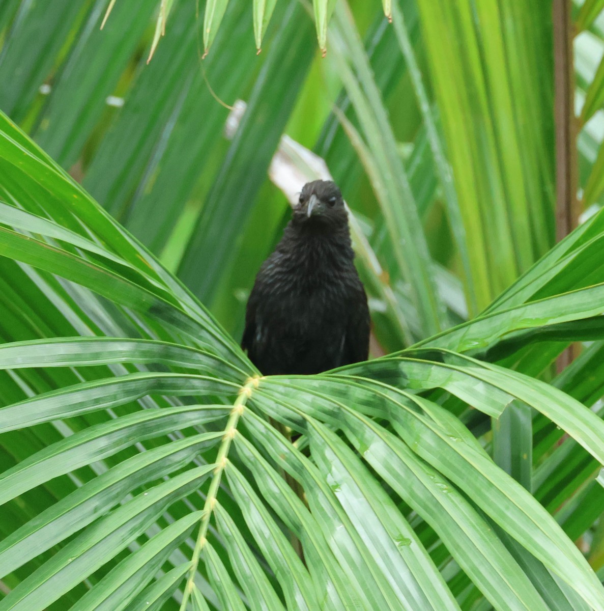 Lesser Black Coucal - David Bates