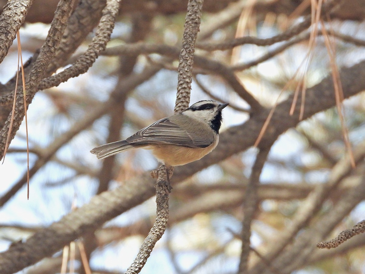 Mountain Chickadee - Bill Schneider