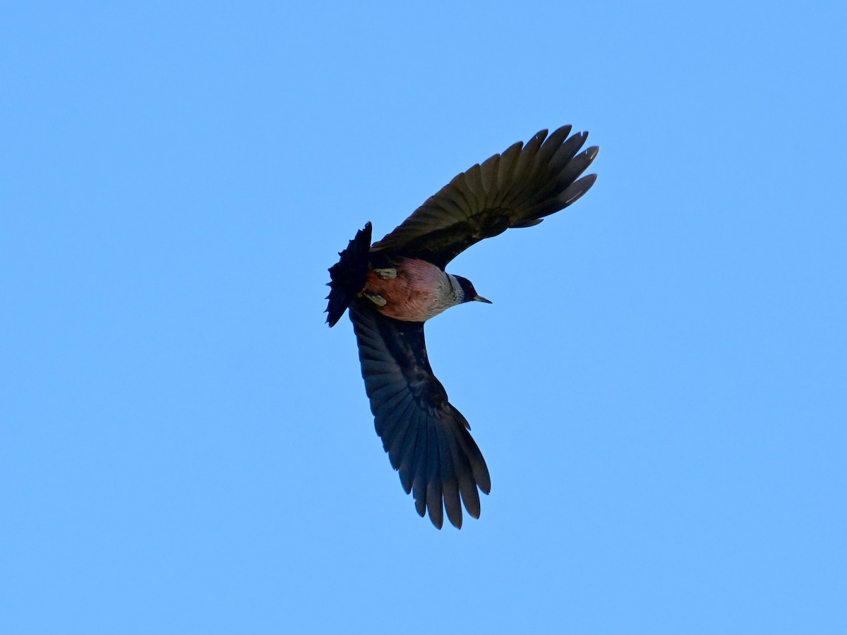 Lewis's Woodpecker - ML611326998