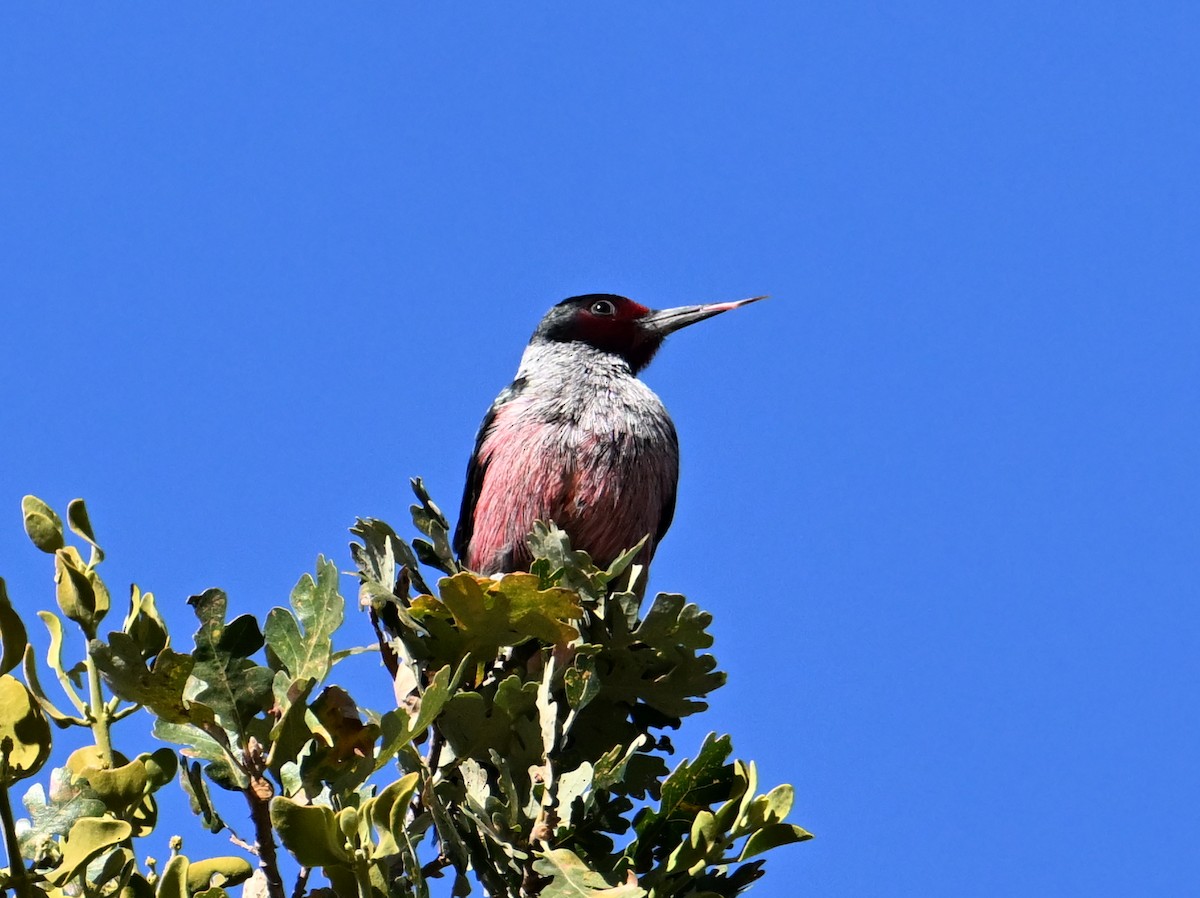 Lewis's Woodpecker - ML611327006