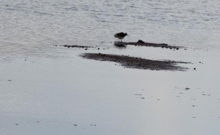 Green Sandpiper - ML611327202