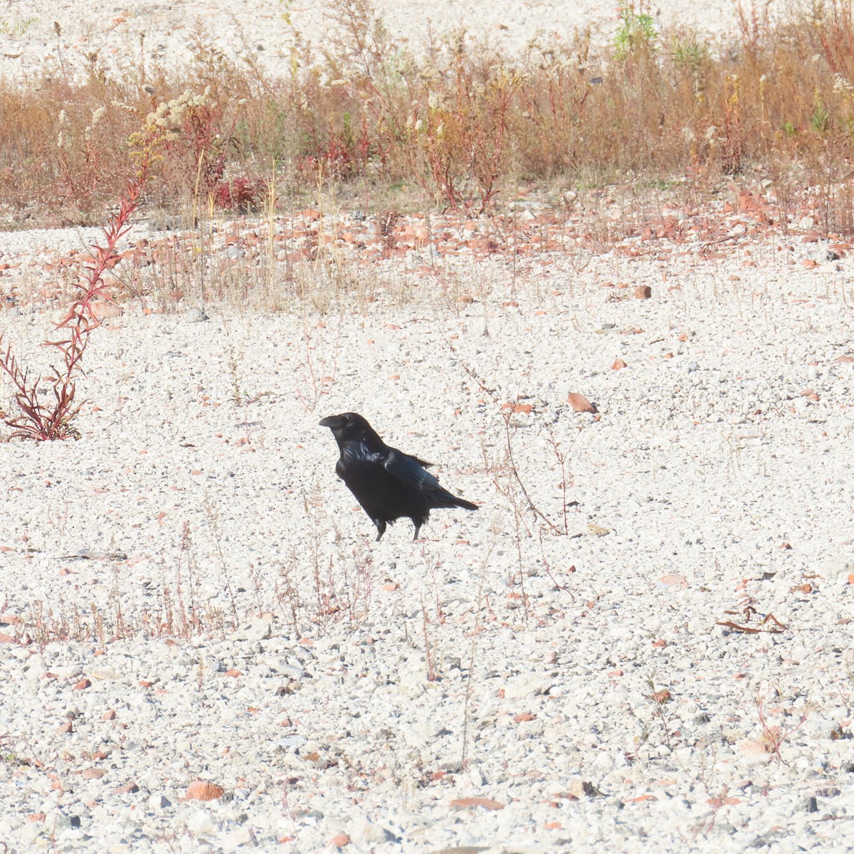 Common Raven - ML611327278
