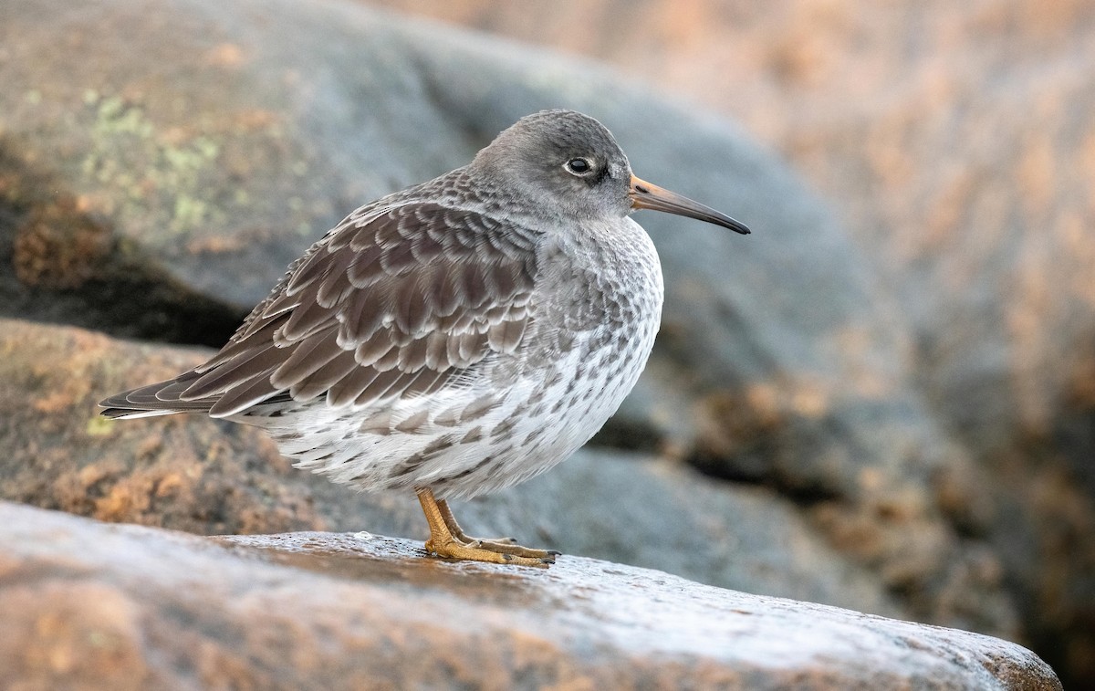 Purple Sandpiper - Yannick Fleury