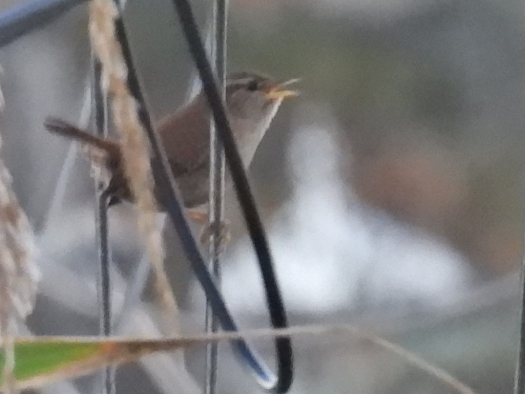 Eurasian Wren - c c