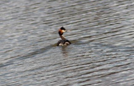 Great Crested Grebe - ML611327422