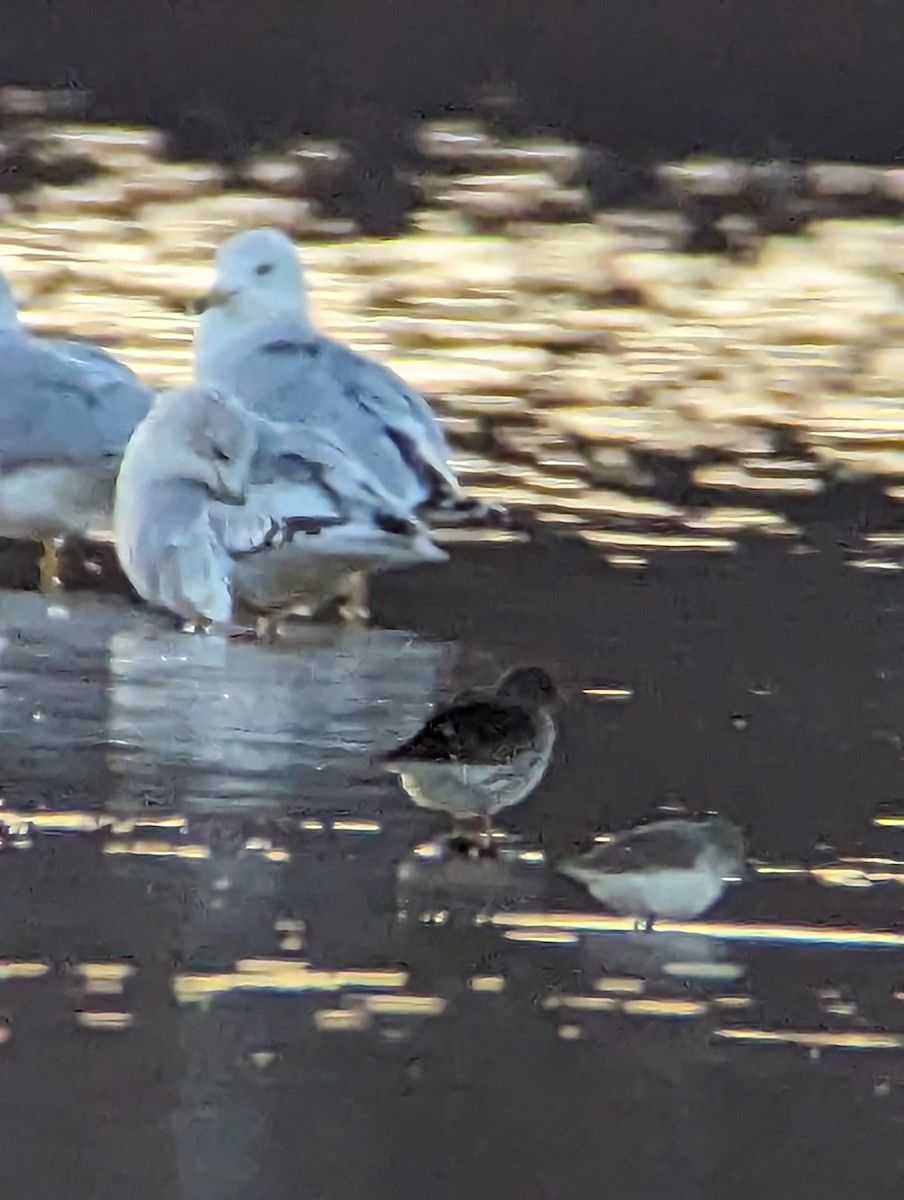 Purple Sandpiper - ML611327463