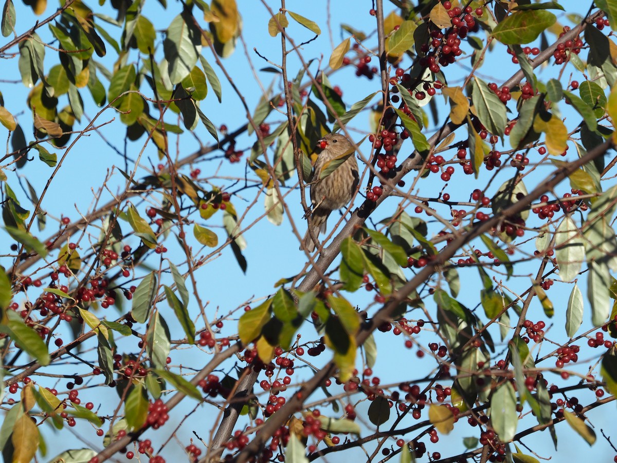 House Finch - ML611327475