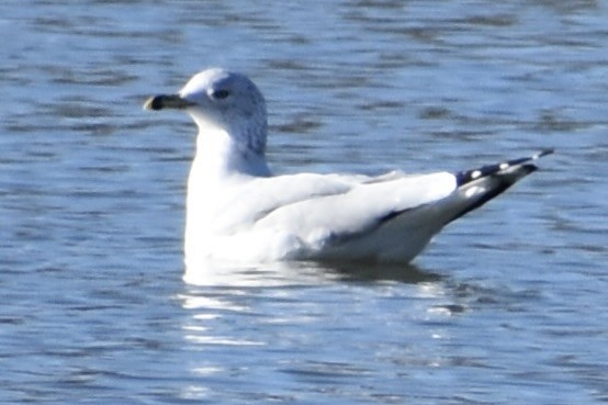 Ring-billed Gull - ML611327514