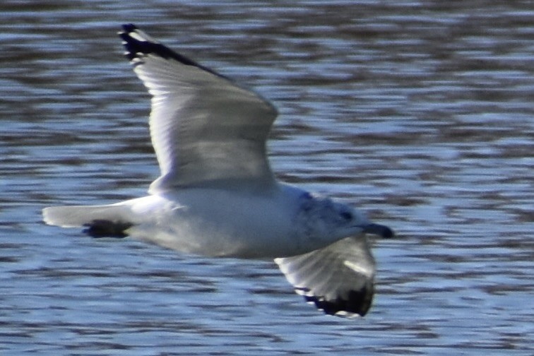 Ring-billed Gull - ML611327520