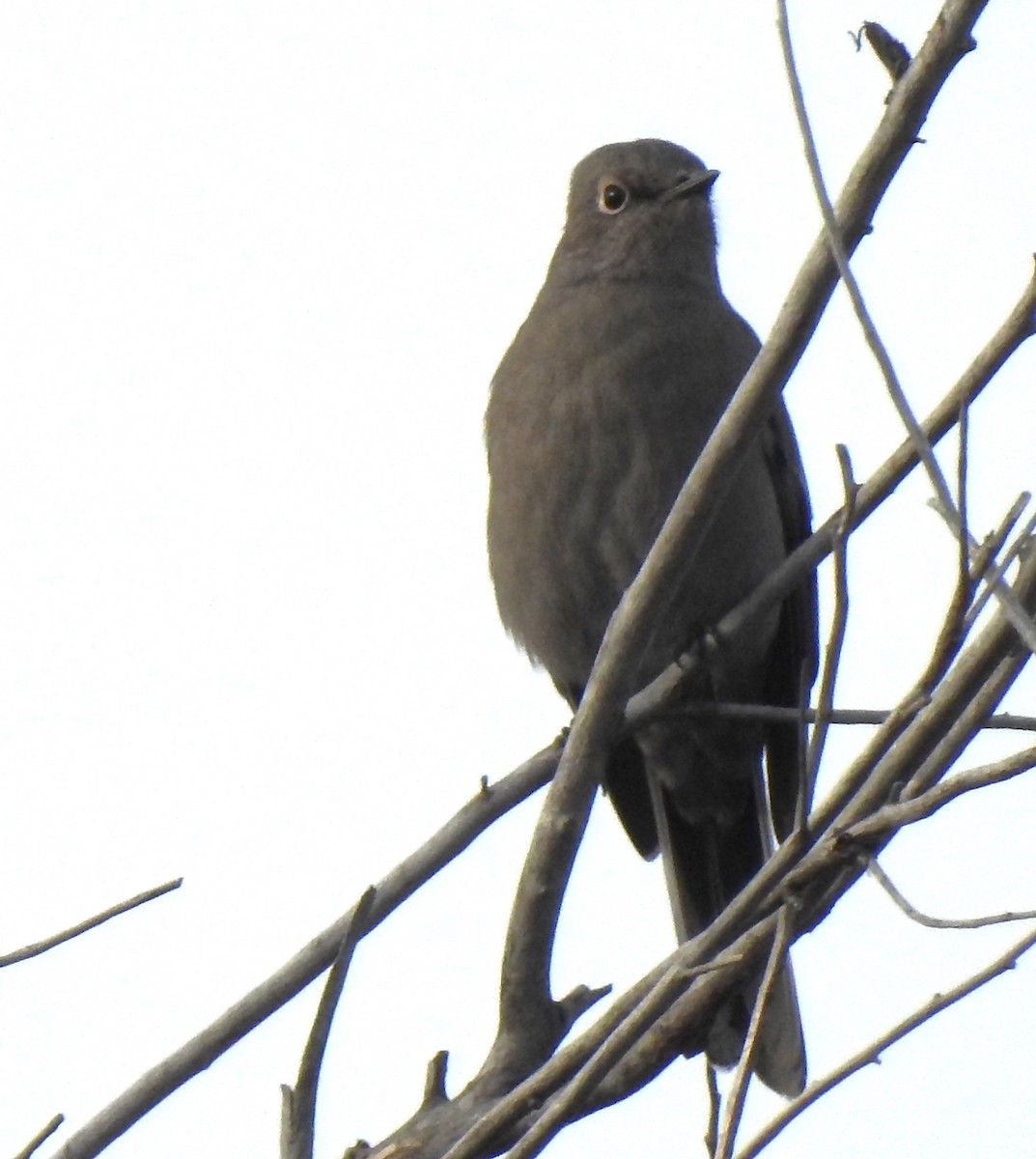 Townsend's Solitaire - ML611327523