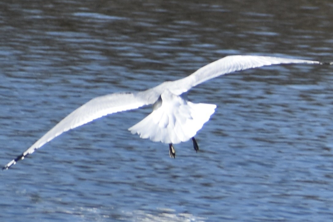 Ring-billed Gull - ML611327529