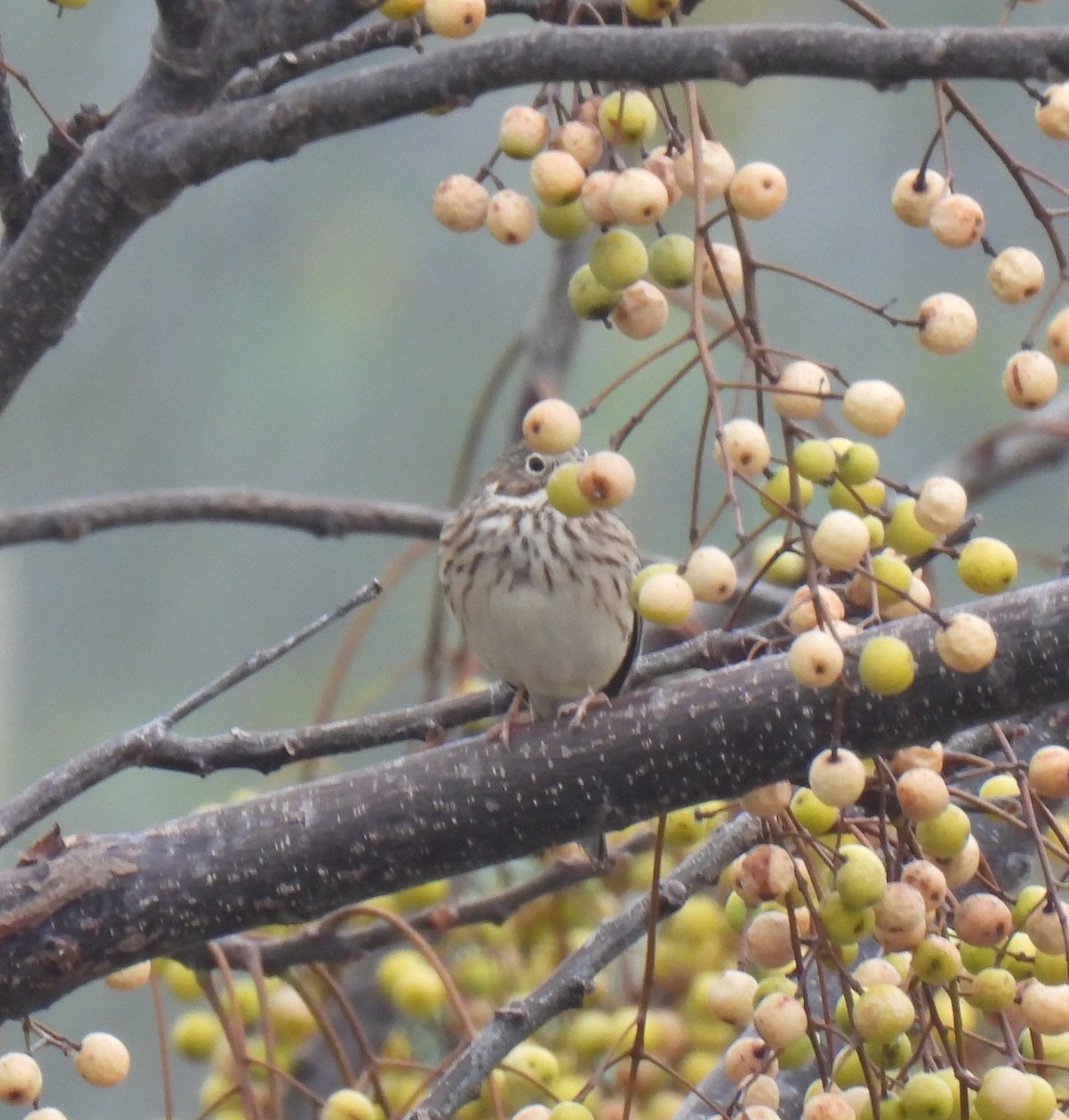 Vesper Sparrow - ML611327530