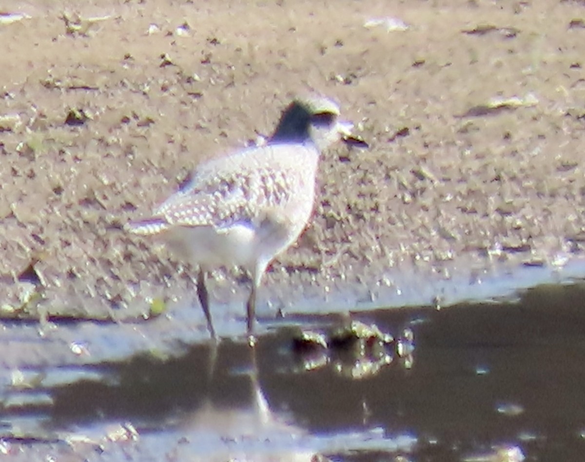 Black-bellied Plover - ML611327565