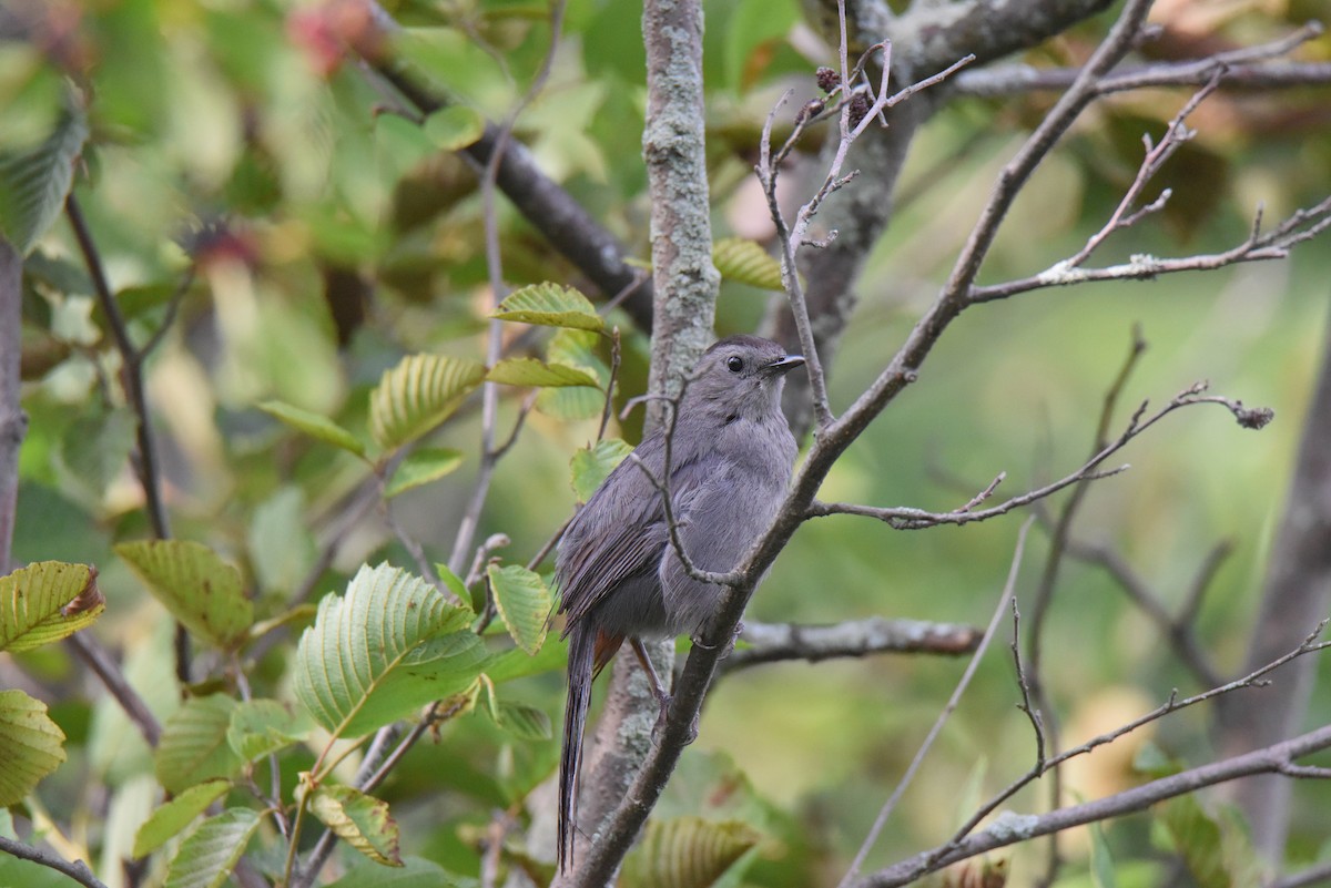 Pájaro Gato Gris - ML611327593