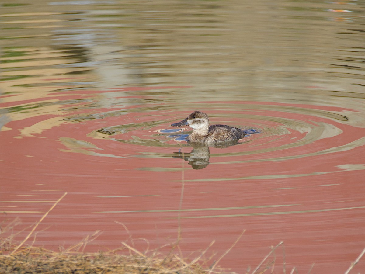 Ruddy Duck - ML611327596