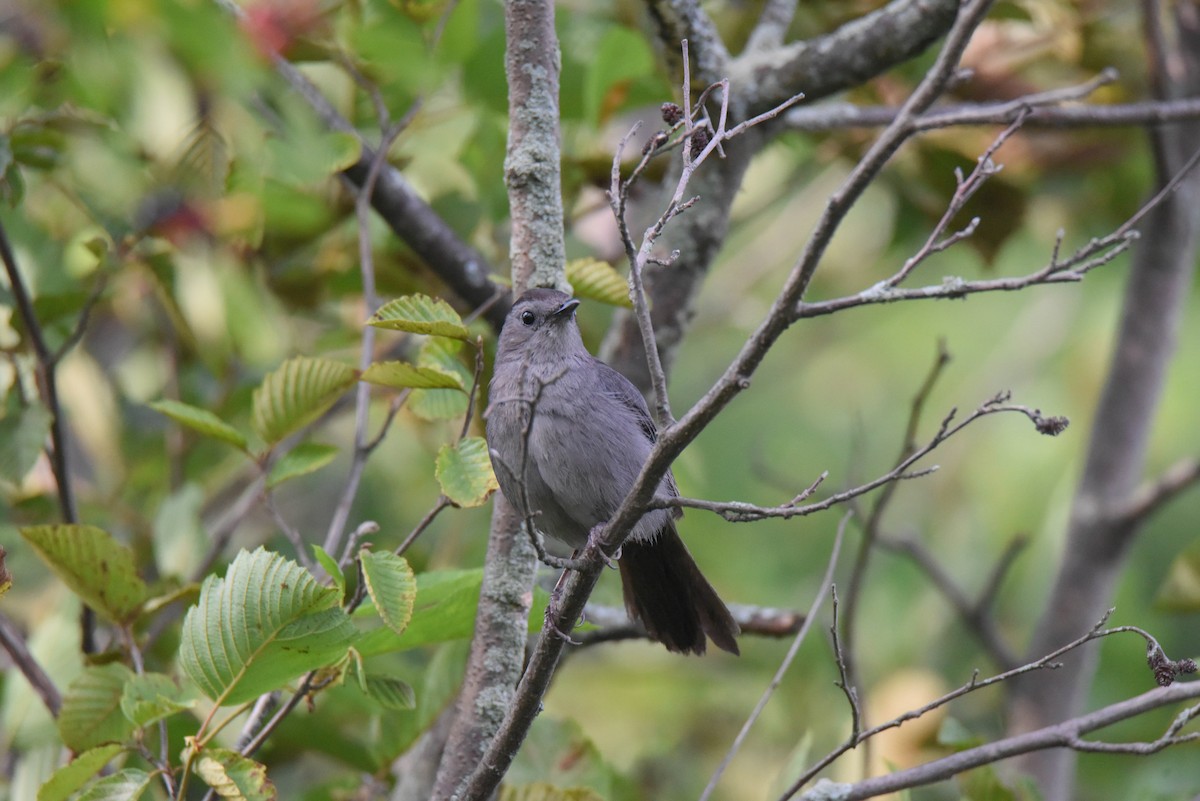 Pájaro Gato Gris - ML611327617