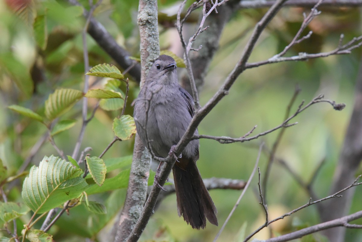 Gray Catbird - Daniel Thibault