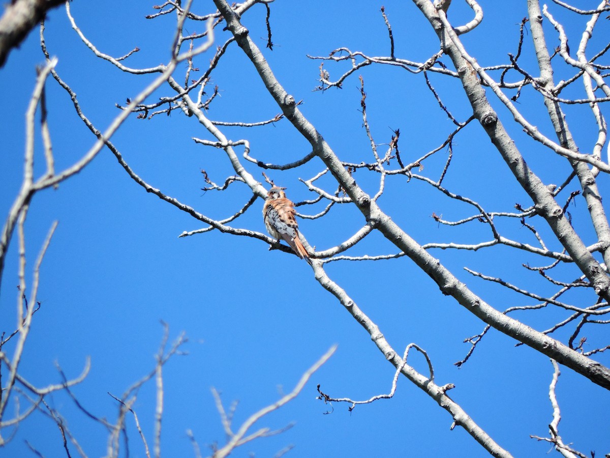 American Kestrel - ML611327670