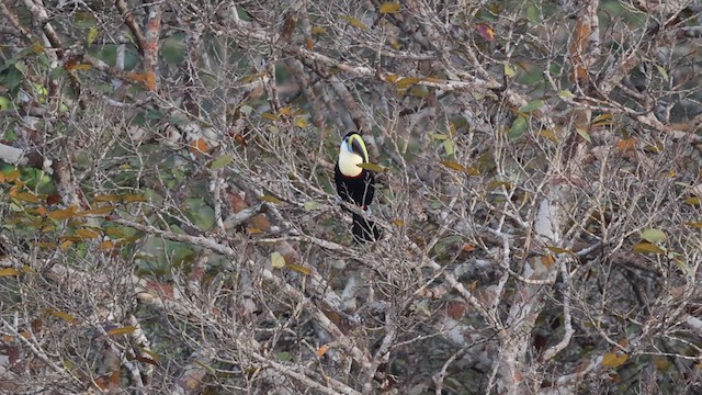 シロムネオオハシ（tucanus） - ML611327702