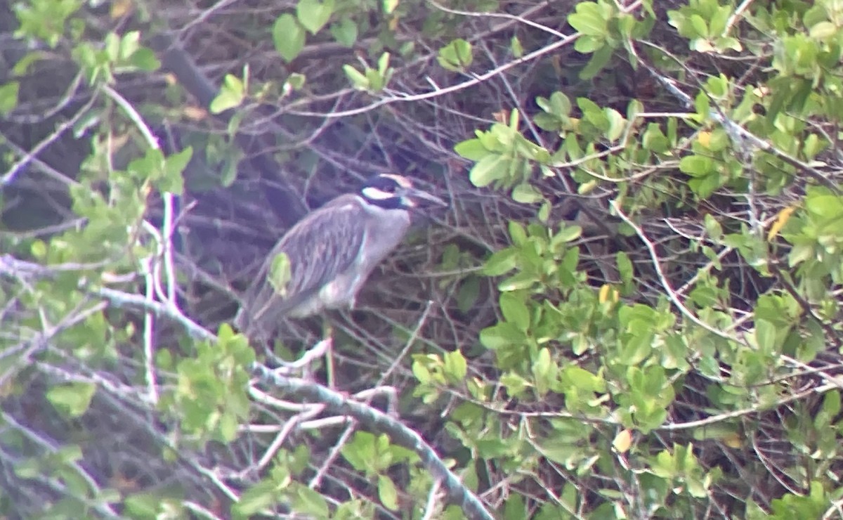 Yellow-crowned Night Heron - ML611327731