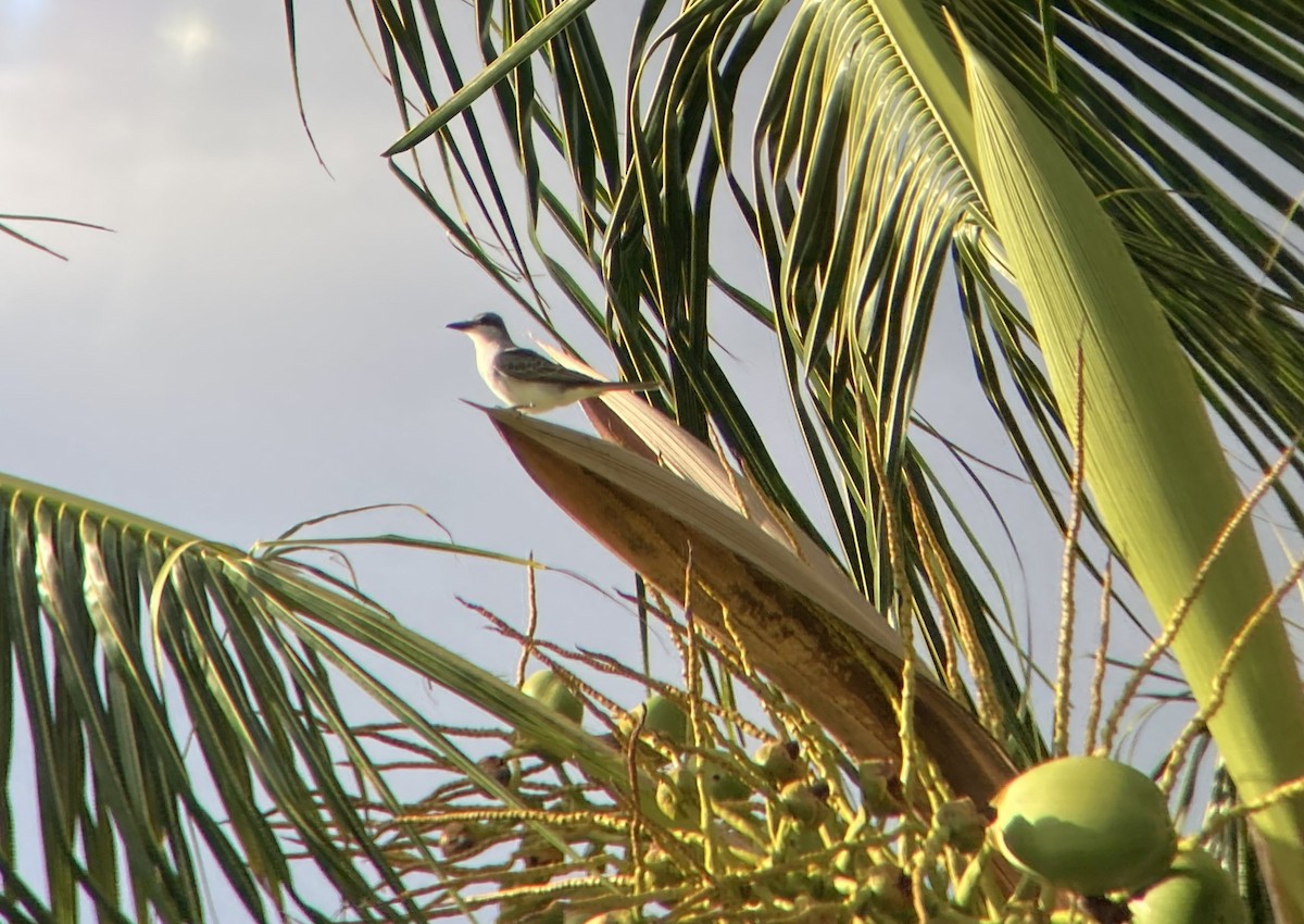 Gray Kingbird - ML611327750