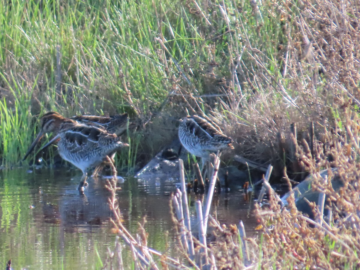 Wilson's Snipe - ML611327812